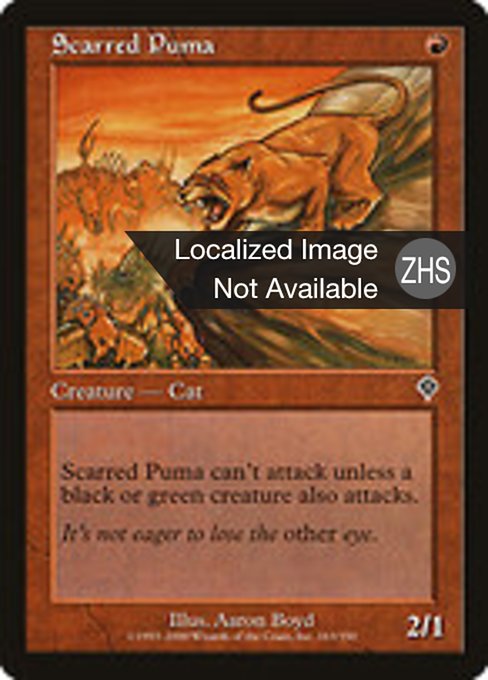 Scarred Puma